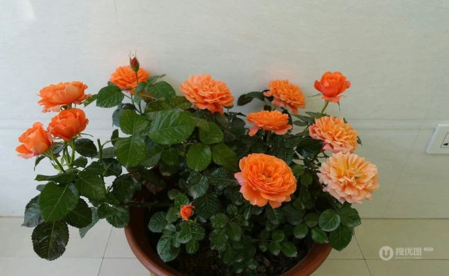 橙色花朵的月季花品种土星王阳台图片