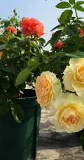 橙色花朵的月季花品种土星王阳台图片