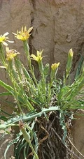 生长在地里的菊科植物鸦葱图片