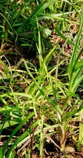 生长在地里的菊科植物鸦葱图片