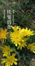 生长在地里的菊科植物鸦葱图片
