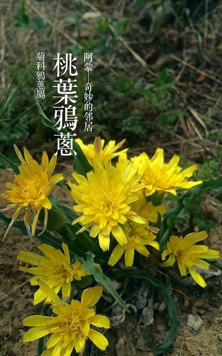 生长在地里的菊科植物鸦葱图片