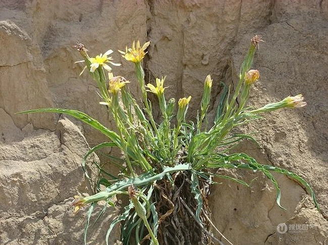 生长在地里的菊科植物鸦葱图片