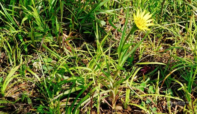 生长在地里的菊科植物鸦葱图片