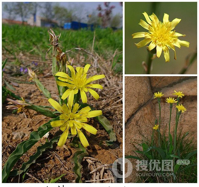生长在地里的菊科植物鸦葱图片