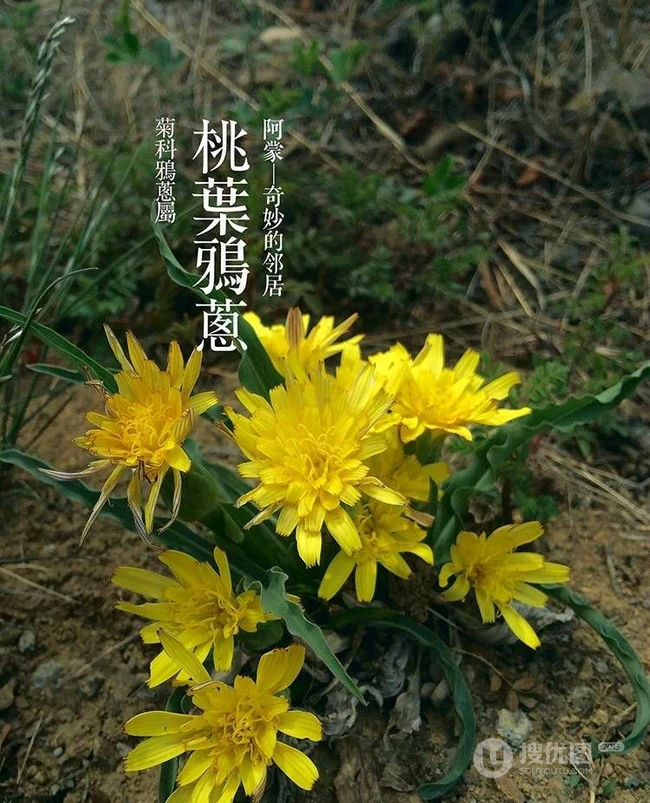 生长在地里的菊科植物鸦葱图片