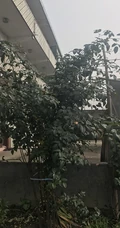 月季花-我的心，大灌木月季花我的心图片