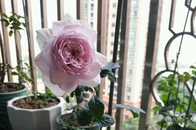 月季花-我的心，大灌木月季花我的心图片