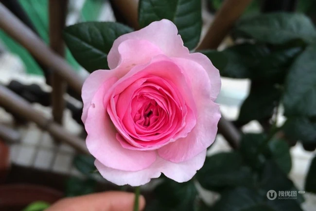 月季花-我的心，大灌木月季花我的心图片