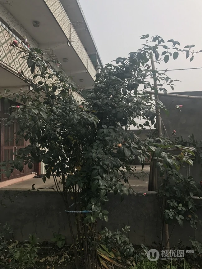 月季花-我的心，大灌木月季花我的心图片
