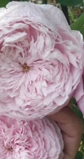 月季花-自由精神图片，英国Austen培育的一种藤本月季花