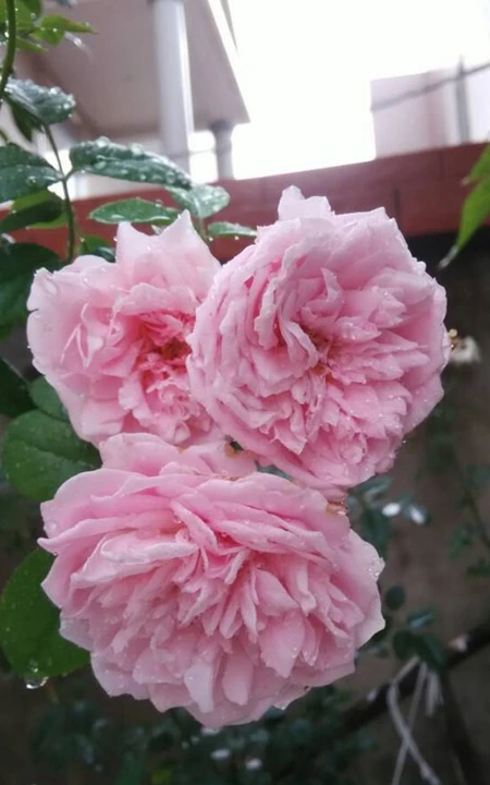 月季花-自由精神图片，英国Austen培育的一种藤本月季花
