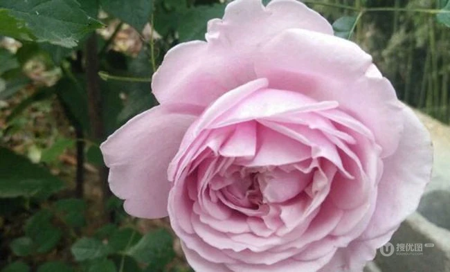 月季花-自由精神图片，英国Austen培育的一种藤本月季花
