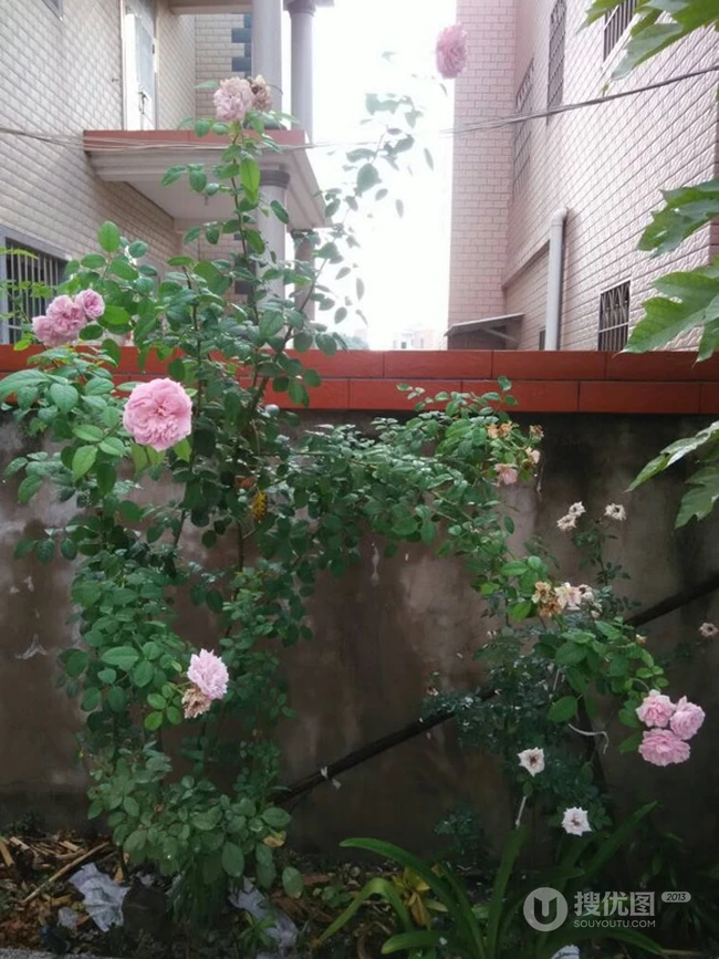 月季花-自由精神图片，英国Austen培育的一种藤本月季花