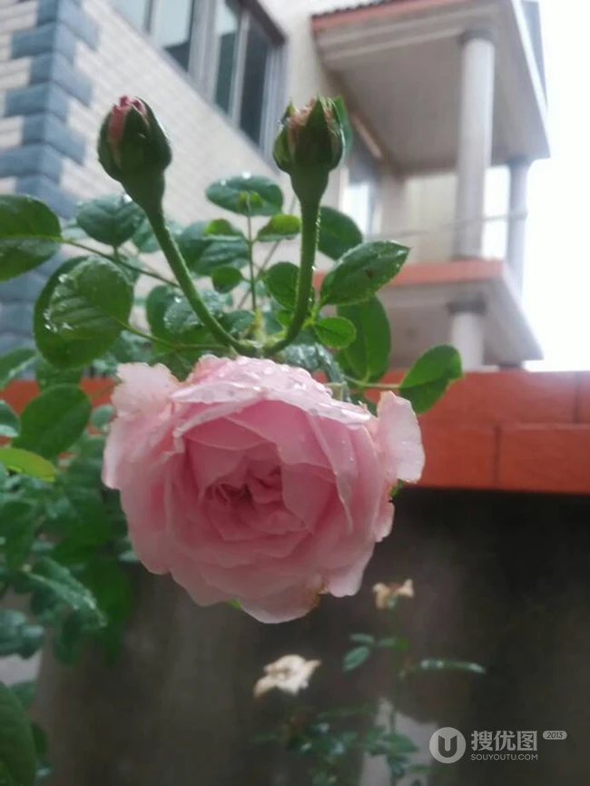 月季花-自由精神图片，英国Austen培育的一种藤本月季花