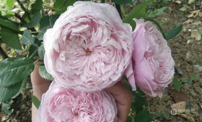 月季花-自由精神图片，英国Austen培育的一种藤本月季花