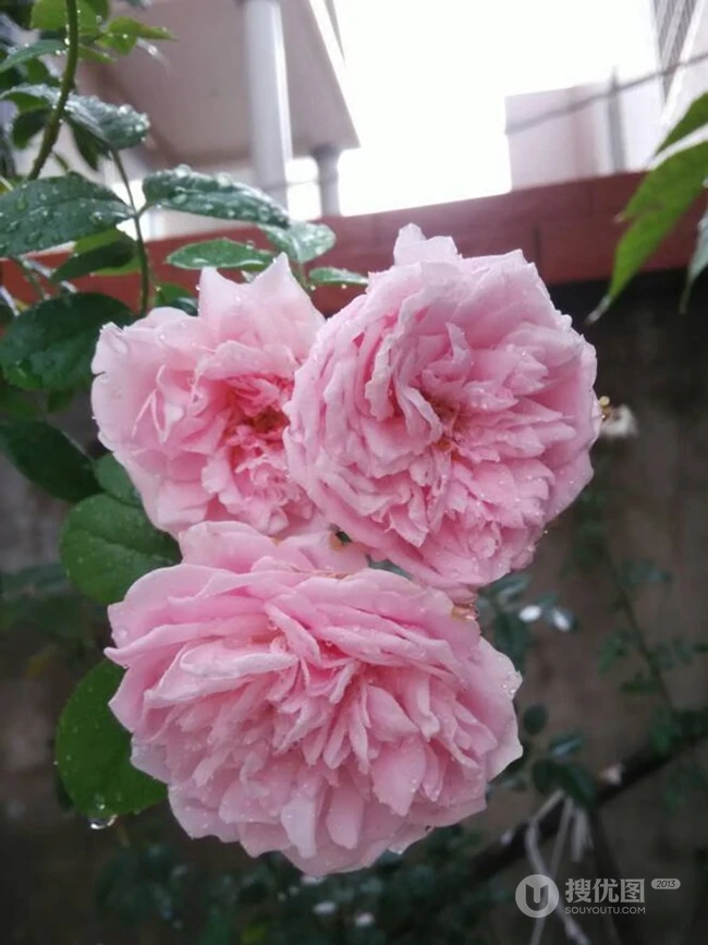 月季花-自由精神图片，英国Austen培育的一种藤本月季花