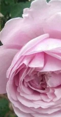 月季花-自由精神图片，英国Austen培育的一种藤本月季花