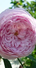 月季花-自由精神图片，英国Austen培育的一种藤本月季花