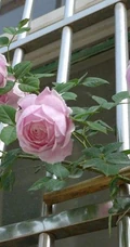 月季花-自由精神图片，英国Austen培育的一种藤本月季花