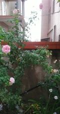 月季花-自由精神图片，英国Austen培育的一种藤本月季花
