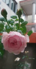 月季花-自由精神图片，英国Austen培育的一种藤本月季花