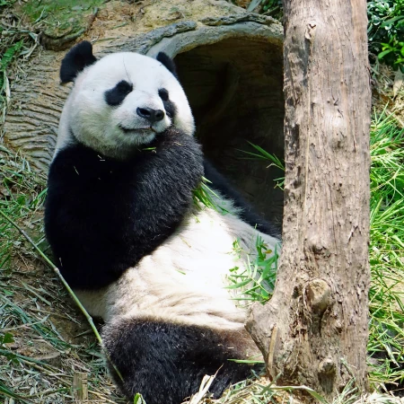 动物园里懒洋洋吃竹子或晒太阳的大熊猫图片