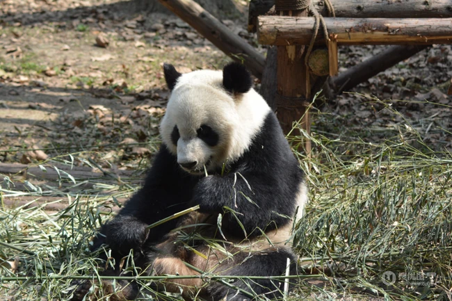 动物园里懒洋洋吃竹子或晒太阳的大熊猫图片 第8张