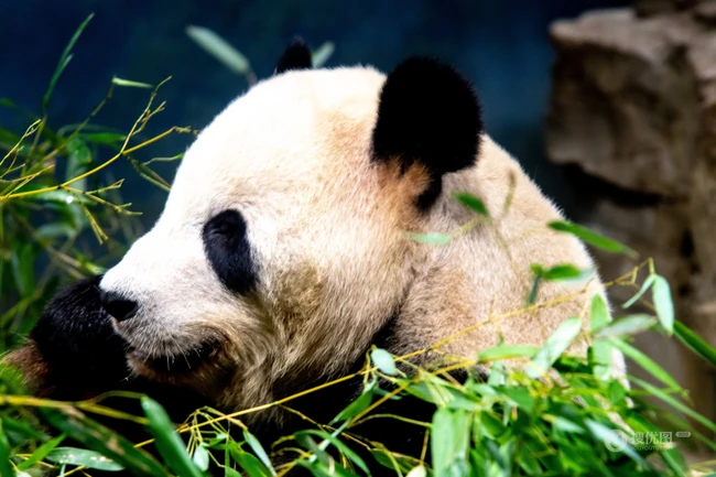 动物园里懒洋洋吃竹子或晒太阳的大熊猫图片 第3张