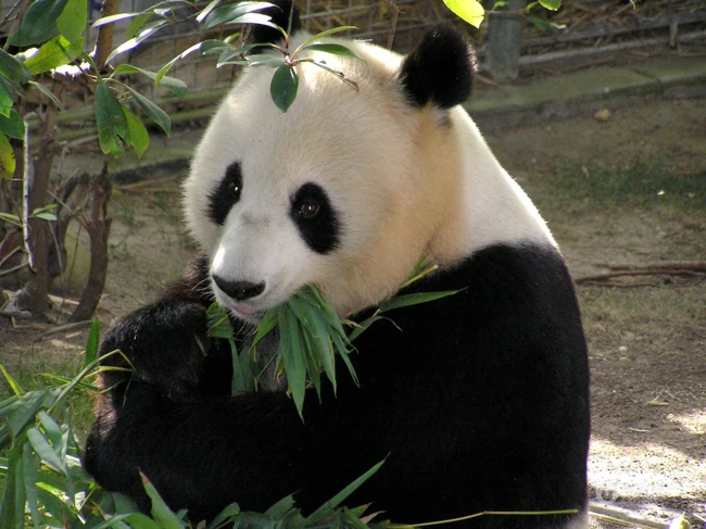 动物园里懒洋洋吃竹子或晒太阳的大熊猫图片 第7张