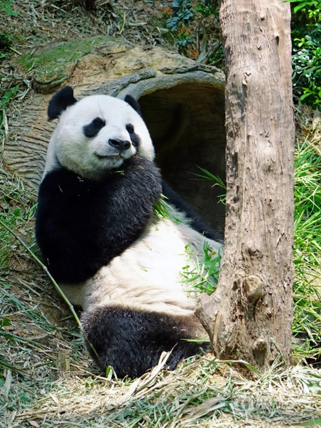 动物园里懒洋洋吃竹子或晒太阳的大熊猫图片 第1张