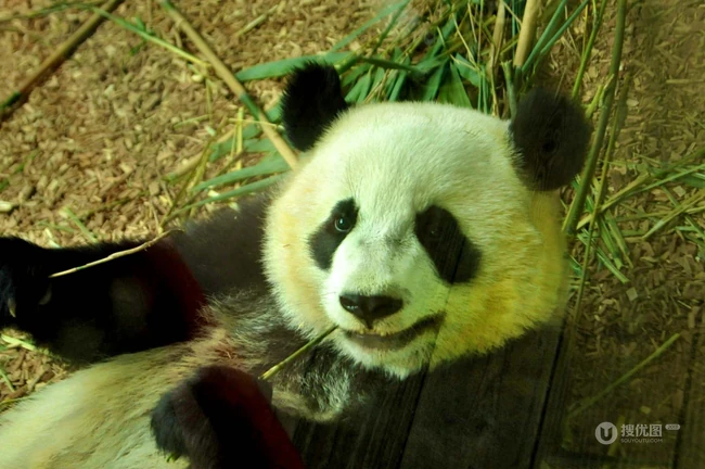 动物园里懒洋洋吃竹子或晒太阳的大熊猫图片 第10张