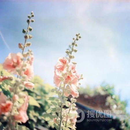 小清新的植物花卉类头像，是女人最适合的微信头像