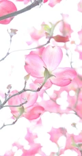 蔷薇科唯美的爱情樱花520手机壁纸