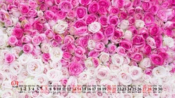 浪漫唯美的粉色玫瑰花，2020年6月花卉花朵系列日历壁纸图片