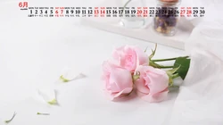 浪漫唯美的粉色玫瑰花，2020年6月花卉花朵系列日历壁纸图片
