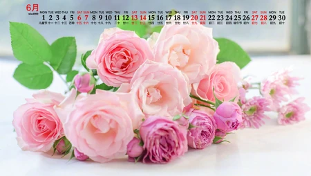 浪漫唯美的粉色玫瑰花，2020年6月花卉花朵系列日历壁纸图片