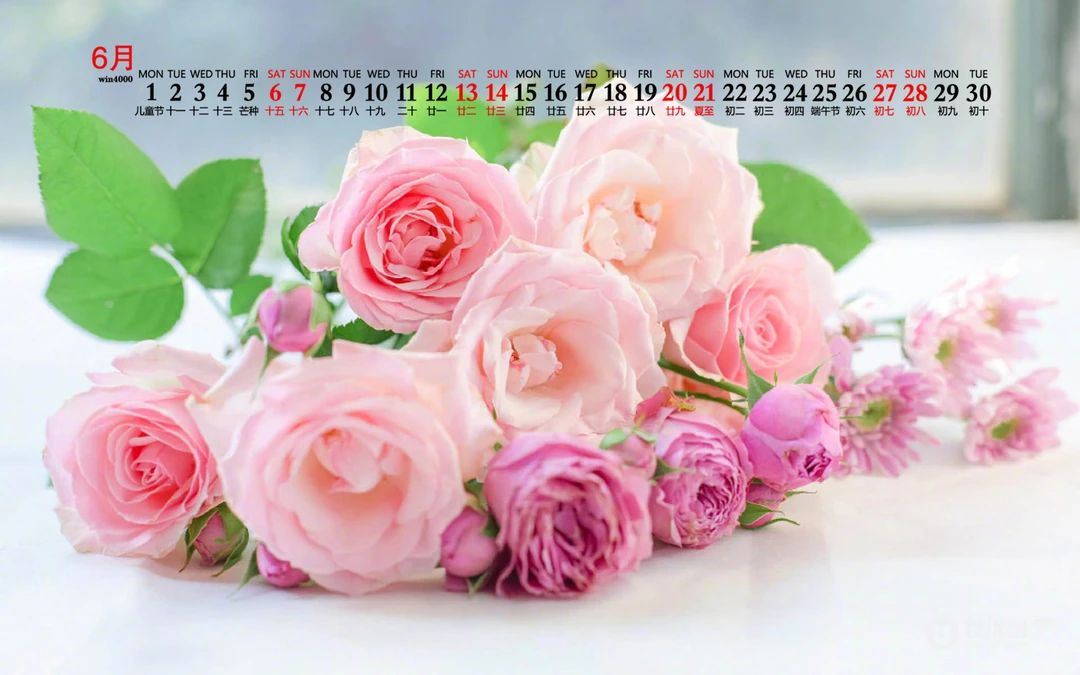 浪漫唯美的粉色玫瑰花，2020年6月花卉花朵系列日历壁纸图片