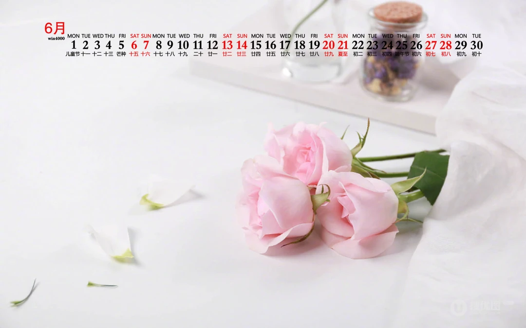 浪漫唯美的粉色玫瑰花，2020年6月花卉花朵系列日历壁纸图片