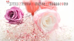 浪漫唯美的粉色玫瑰花，2020年6月花卉花朵系列日历壁纸图片