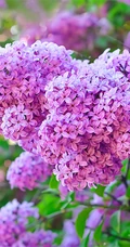 浪漫的爱情之花-丁香花图片