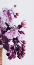 浪漫的爱情之花-丁香花图片