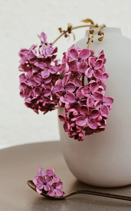 浪漫的爱情之花-丁香花图片