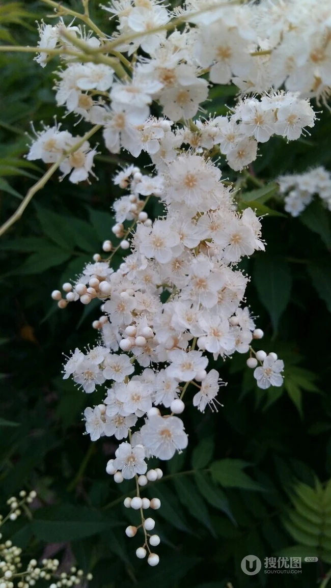 浪漫的爱情之花-丁香花图片