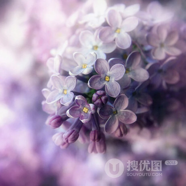 浪漫的爱情之花-丁香花图片