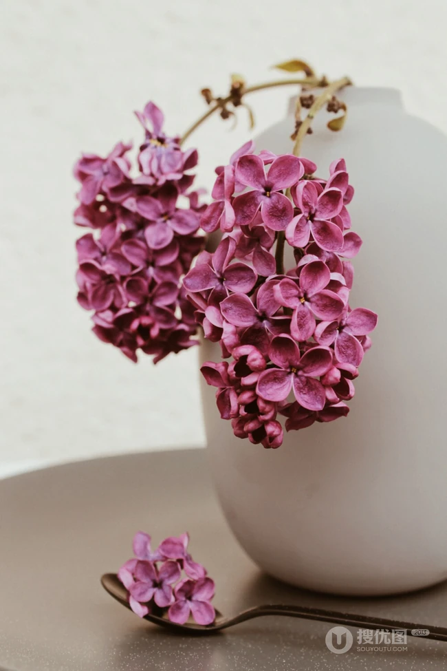 浪漫的爱情之花-丁香花图片