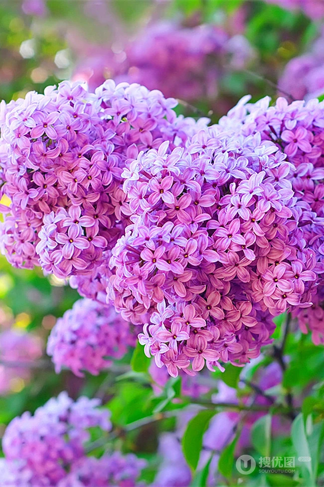 浪漫的爱情之花-丁香花图片