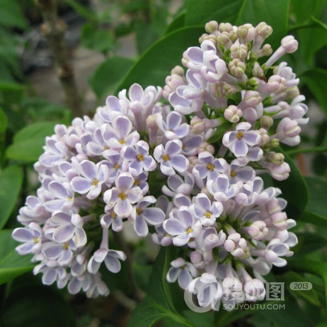 浪漫的爱情之花-丁香花图片