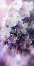 浪漫的爱情之花-丁香花图片
