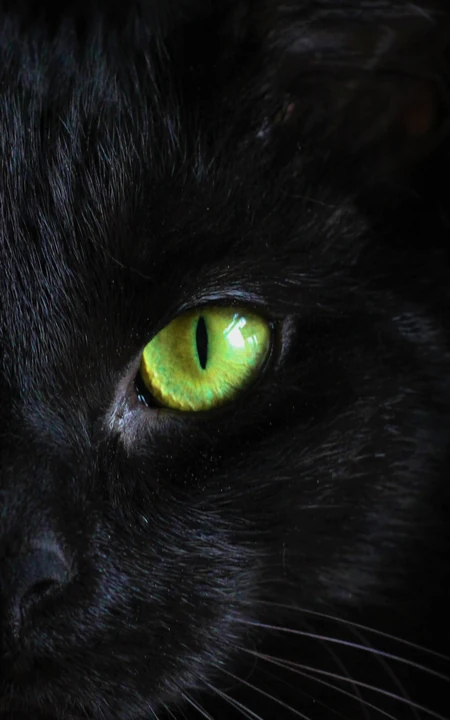 黑猫的青色瞳孔创意手机壁纸